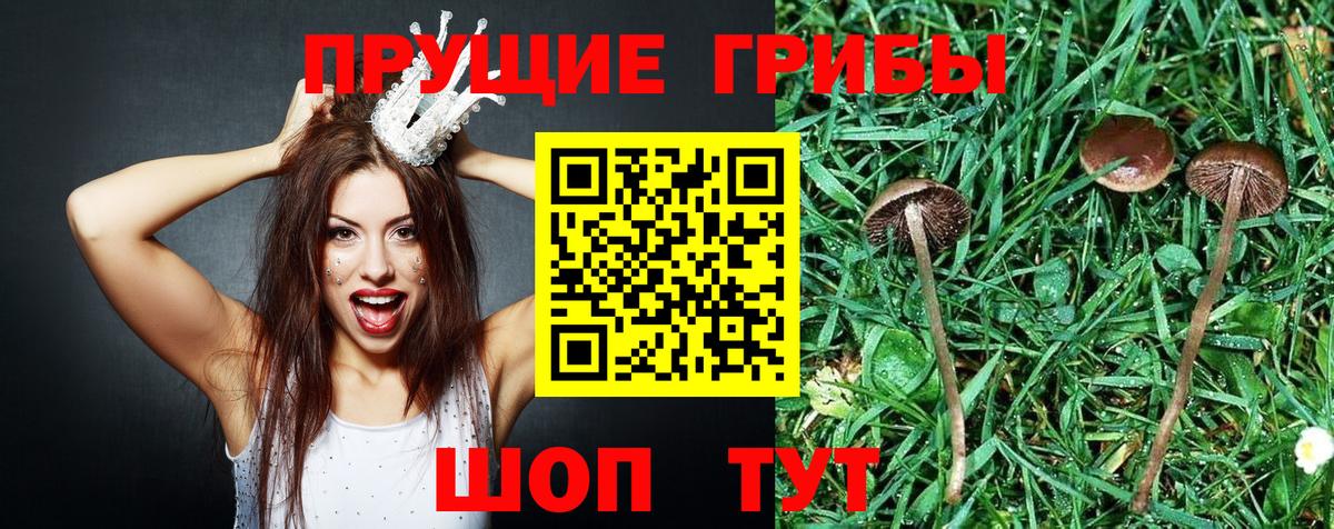 как найти закладки  Галлюциногенные грибы Magic Shrooms  Сорочинск  Вход с VPN  Псилоцибиновые грибы прущие грибы 
